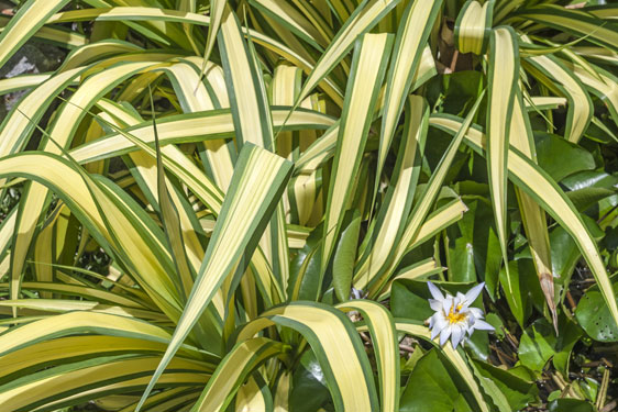 Dracena - Gustour Conad