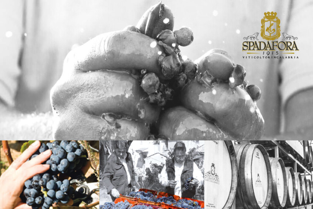 Cantina Spadafora 1915 - Gustour Conad