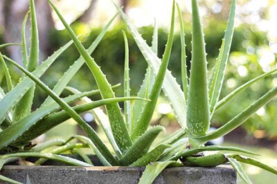 Aloe - Aloe-sito