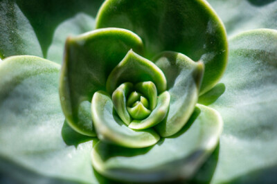 Echeveria - Echeveria
