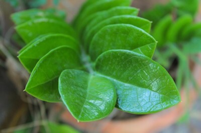 Zamioculcas - Fotolia_130979595_S