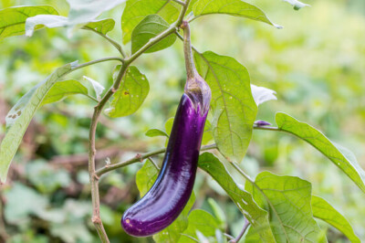 Melanzana Cima di Viola - Melanzana Cima di Viola