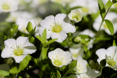 Arenaria Montana - arenaria-montana-pianta