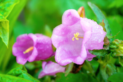 Campanula Appeal - campanula-appeal