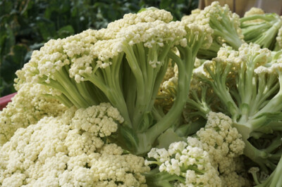 Cavolfiore Fioretto®. Fior di Cavolfiore. - cavolfiore-fioretto