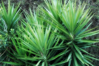 Dracena Marginata - dracena-marginata