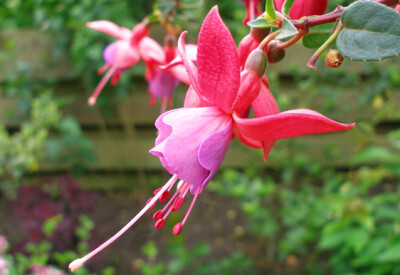 Fuchsia - fuchsia-scelte-per-te