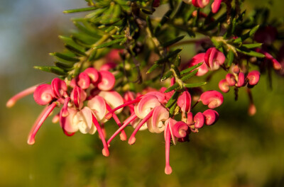 Grevillea Mount Tamboritha - grevillea