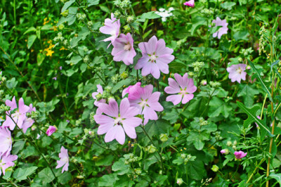 Malva - malva