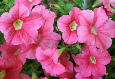 Petunia - petunia