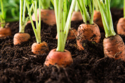 Pianta della Carota - pianta-carota