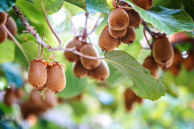 Pianta del Kiwi - pianta-kiwi