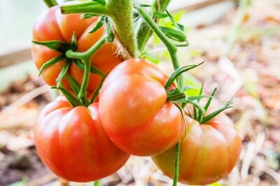 Pomodoro da Insalata - Pmodoro da insalata tondo