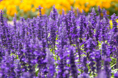 Salvia Maxima - salvia-maxima
